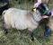 Pending Registration, a dk. grey Shetland ewe
(click for larger picture)