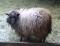 Briar Rose, a moorit Shetland ewe
(click for larger picture)