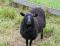 Half Channer Maki, a black Shetland ewe
(click for larger picture)