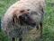 Twin Springs Nyssa, a moorit Shetland ewe
(click for larger picture)