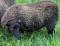 Half Channer Tobiko, a black Shetland ewe
(click for larger picture)