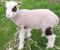 Ramble N Marvel, a white Shetland ram
(click for larger picture)