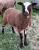 Ramble N Matilda, a moorit Shetland ewe
(click for larger picture)