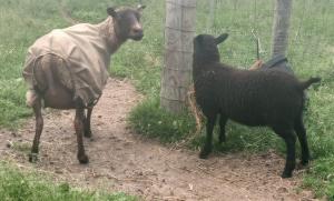 Her mom has an outstanding fleece.