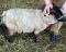 Pending Registration, a lt.grey Shetland ewe
(click for larger picture)