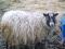 Piaf, a lt.grey Shetland ewe
(click for larger picture)