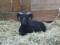 Midnite Magic, a black Shetland ram
(click for larger picture)