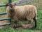 Burnsides, a moorit Shetland ram
(click for larger picture)