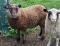 Eyebrow, a musket Shetland ram
(click for larger picture)