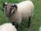 Half Channer Scalloway, a musket Shetland ram
(click for larger picture)