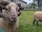 Half Channer Fancypants, a white Shetland ram
(click for larger picture)