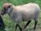 Dorothy Ann, a moorit Shetland ewe
(click for larger picture)