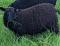 Midnight, a black Shetland ewe
(click for larger picture)
