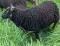 Splash, a black Shetland ewe
(click for larger picture)