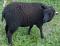 Willow, a black Shetland ewe
(click for larger picture)