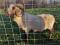 5 Sisters N Rowan, a white Shetland ram
(click for larger picture)